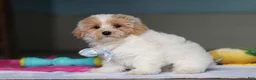 Mixed Breed dogs for sale: Harris - Ad 3