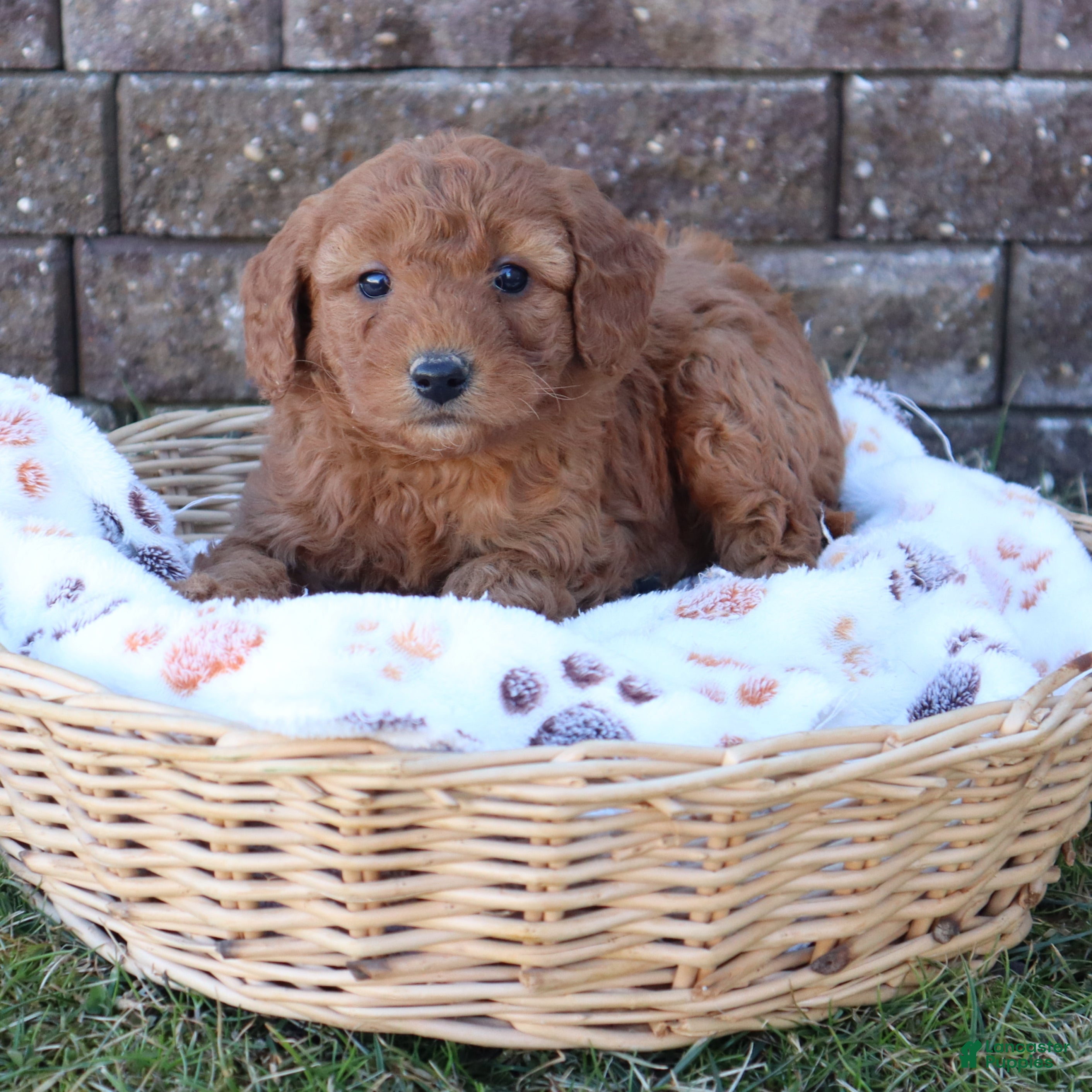 Mini Goldendoodle dogs Connie - Ad 2