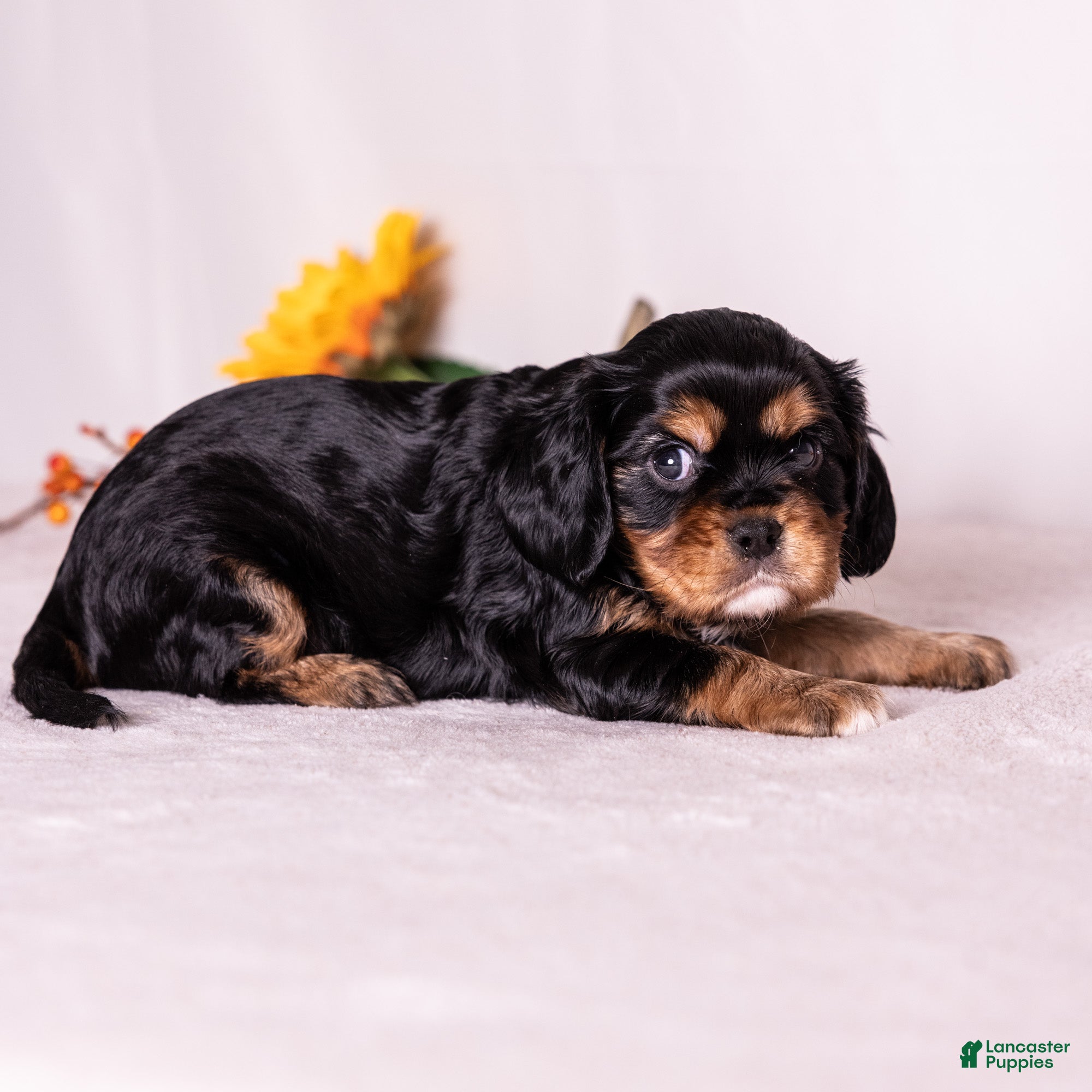 Cavalier King Charles Spaniel dogs Selah - Ad 2