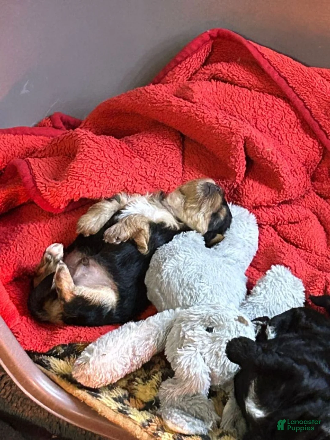 Yorkshire Terrier dogs for sale: Yorkshire Terrier Puppy 2 - Ad 1