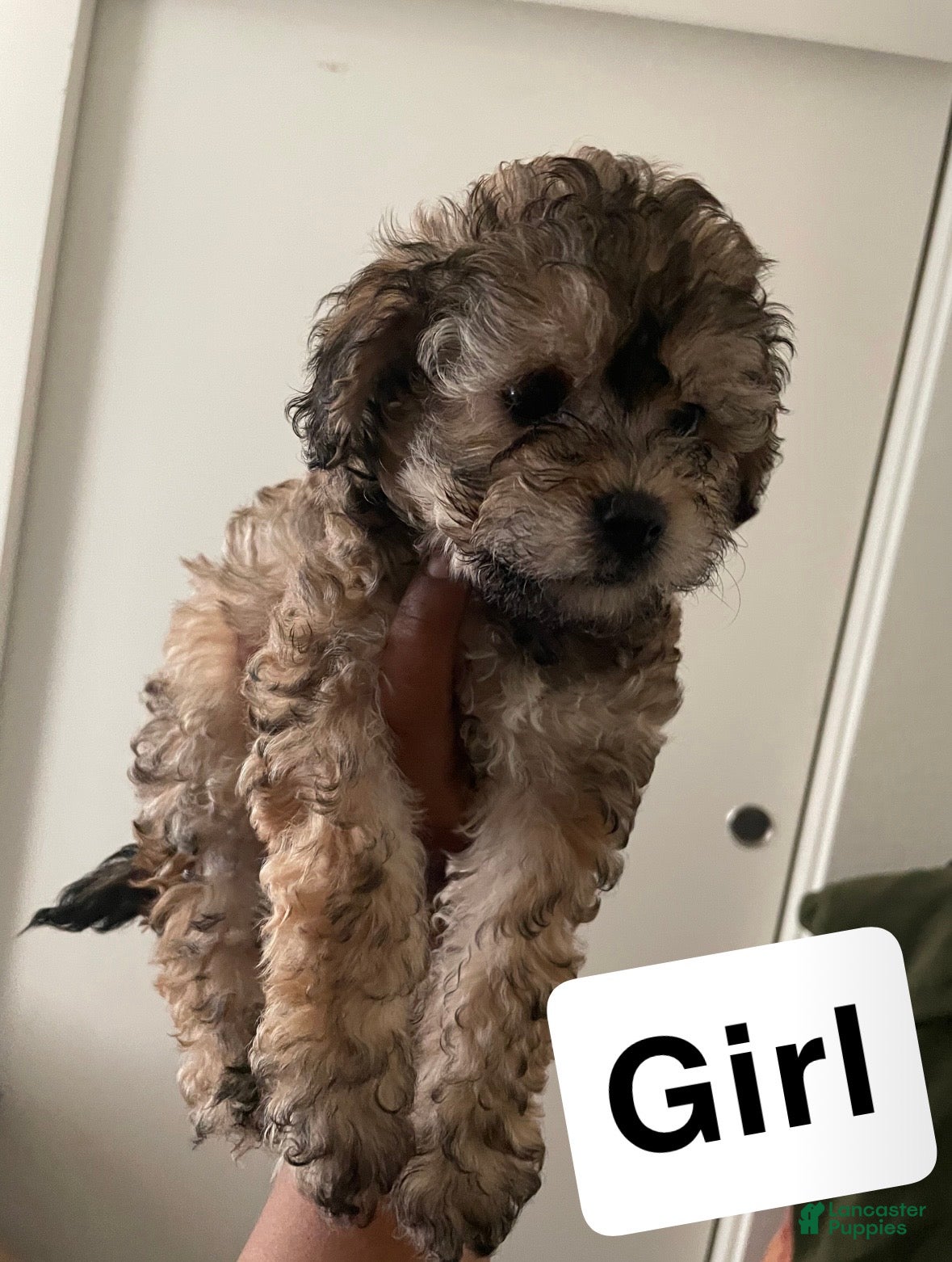 Mixed Breed dogs Mixed Breed Puppy 2 - Ad 13