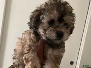 Mixed Breed dogs Mixed Breed Puppy 2 - Ad 1