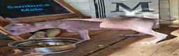 Xoloitzcuintle dogs for sale: Xoloitzcuintle Male Mini  - Ad 6