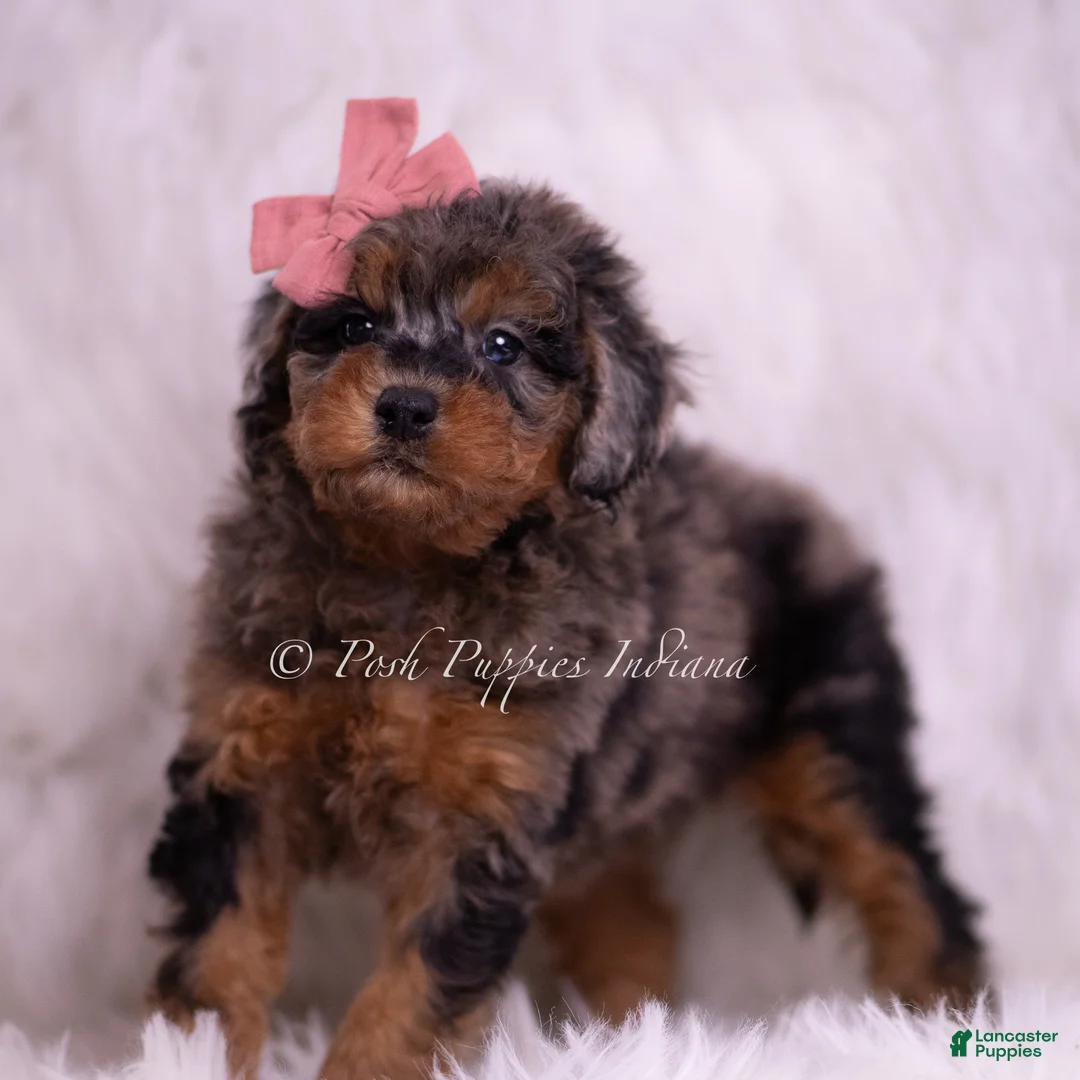 Toy Poodle dogs for sale: Honey - Ad 6