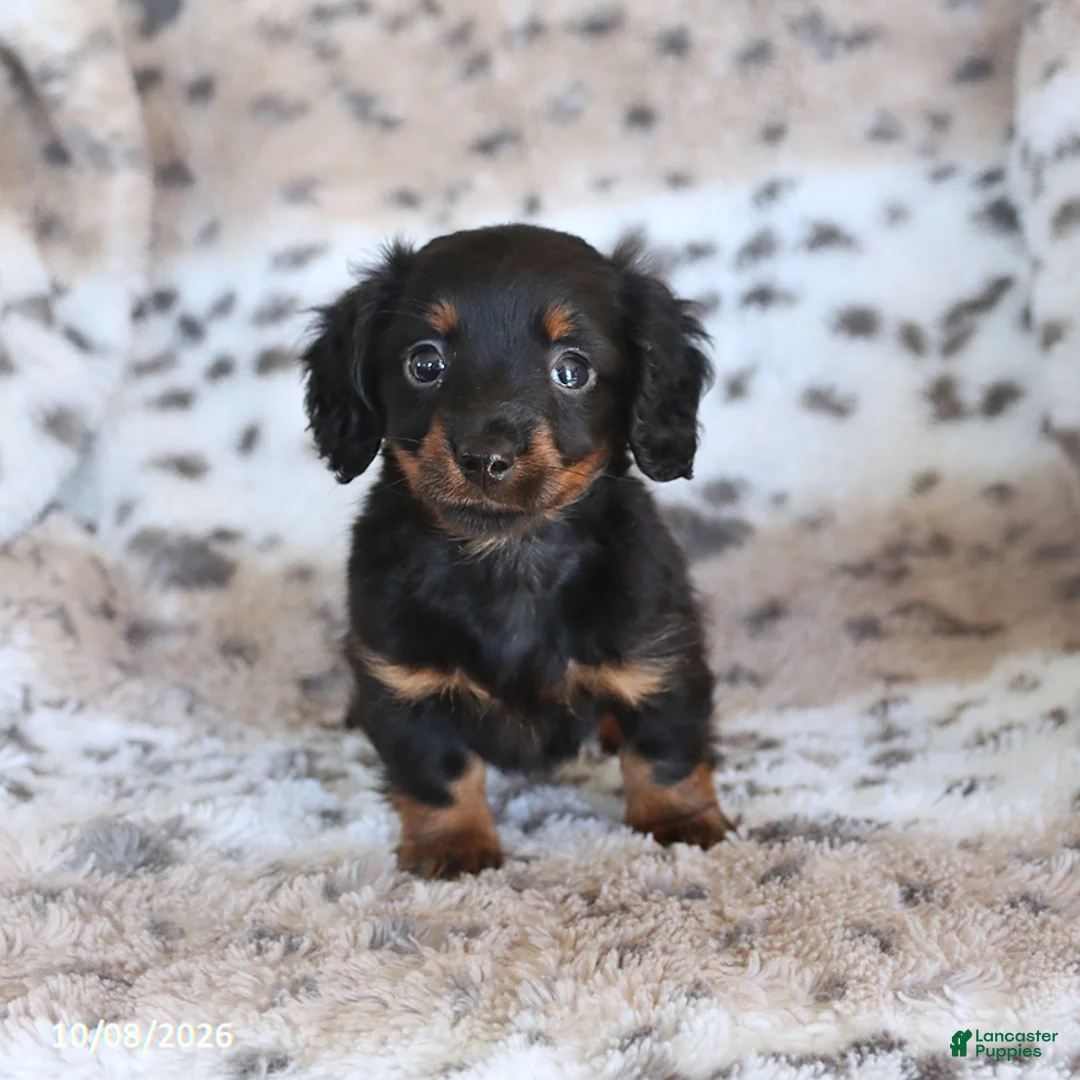 Miniature Dachshund dogs for sale: Minnie - Ad 3