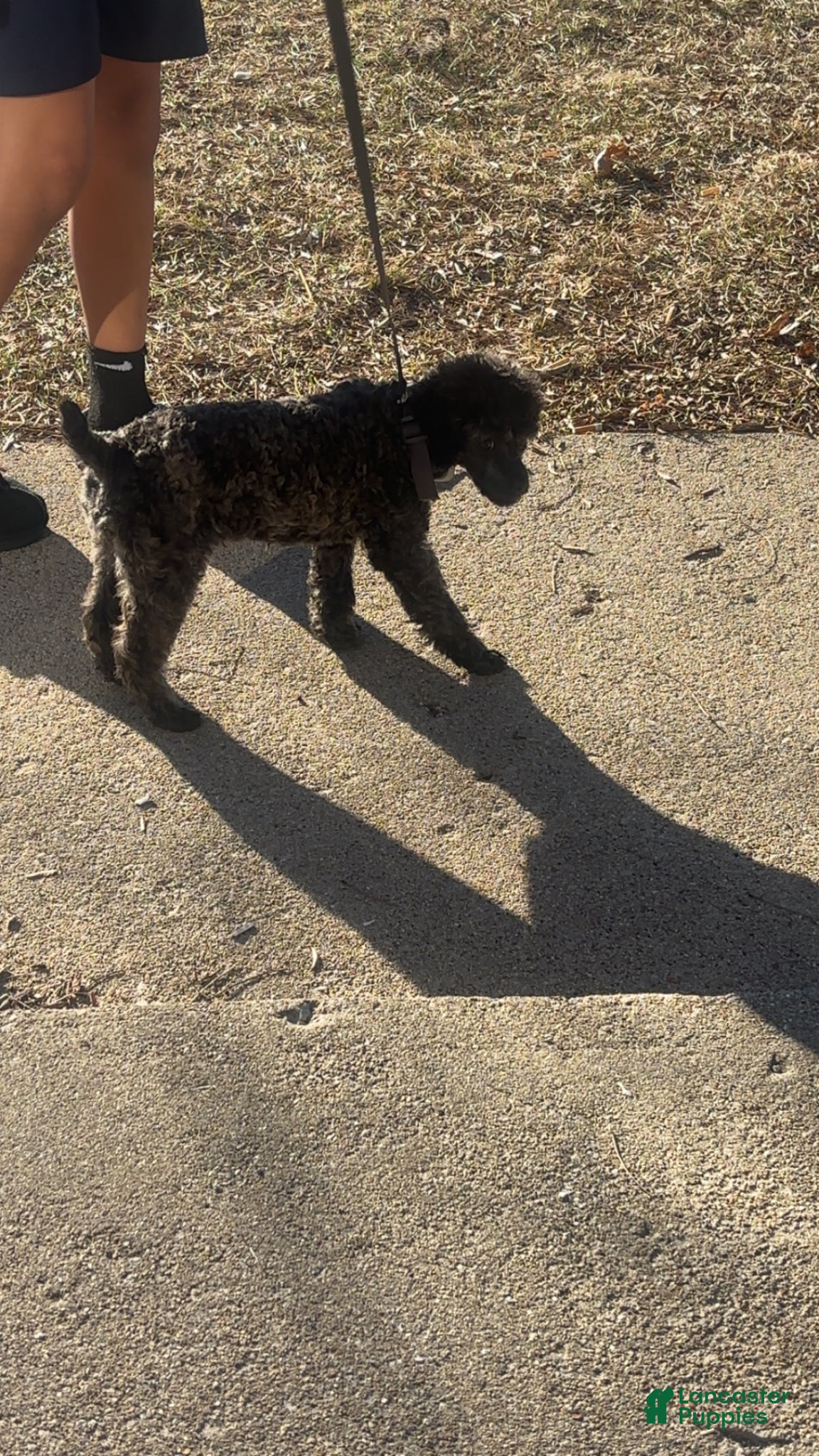 Toy Poodle dogs Toy Poodle- Leo - Ad 22