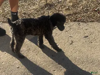 Toy Poodle dogs Toy Poodle- Leo - Ad 42