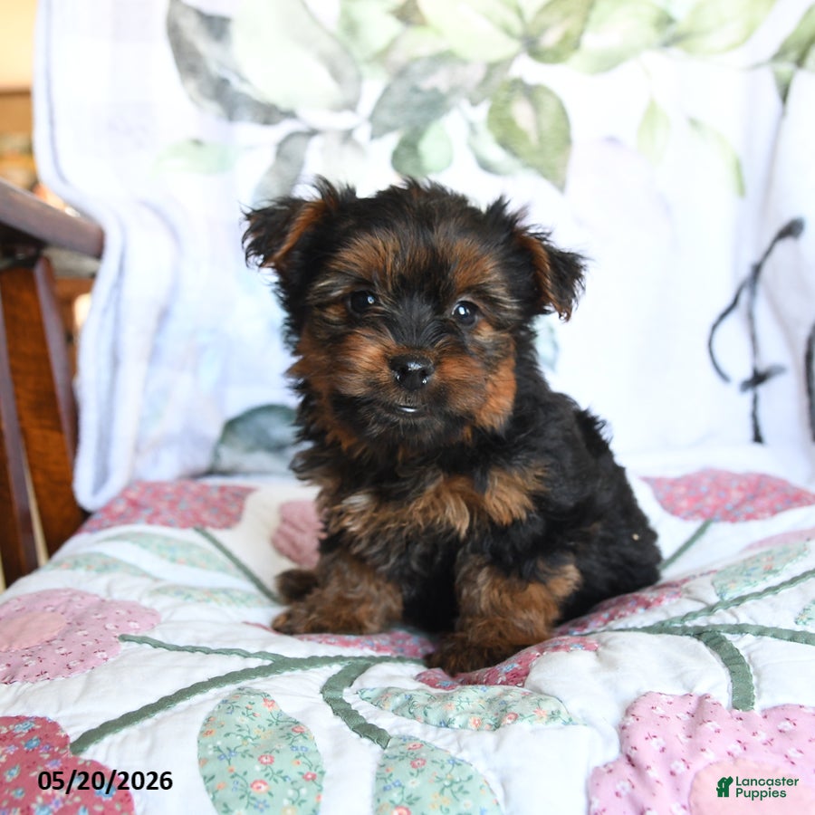 Yorkshire Terrier dogs Lena - Ad 2