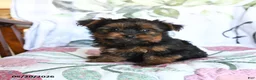 Yorkshire Terrier dogs for sale: Lena - Ad 2