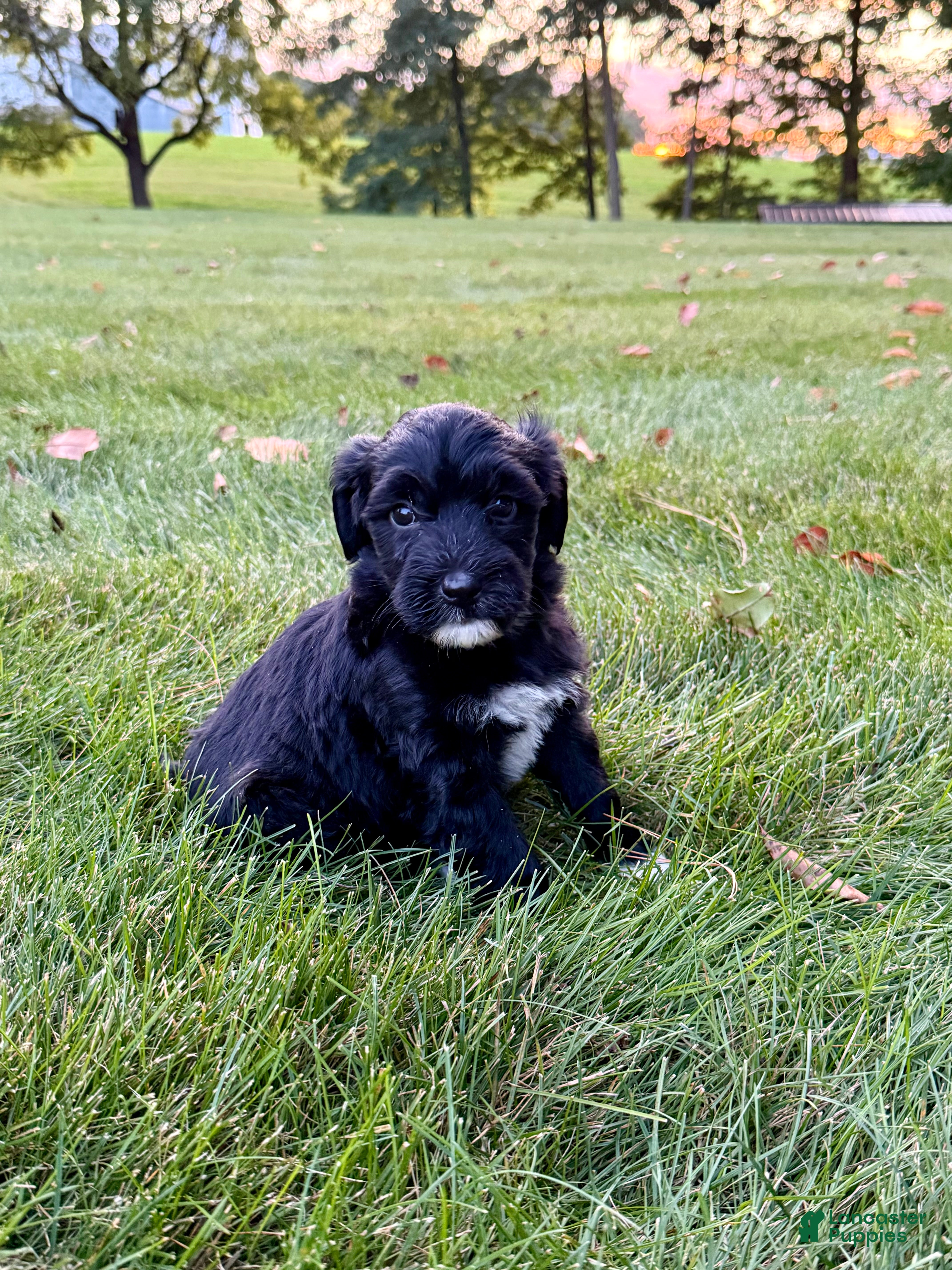 Portuguese Water Dog dogs Oscar - Ad 2