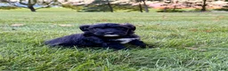 Portuguese Water Dog dogs for sale: Oscar - Ad 2