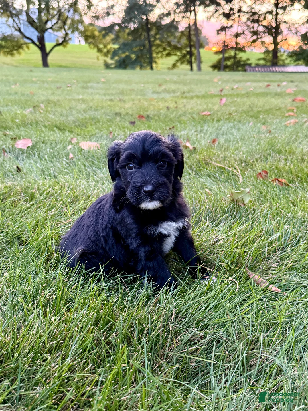 Portuguese Water Dog dogs for sale: Oscar - Ad 2