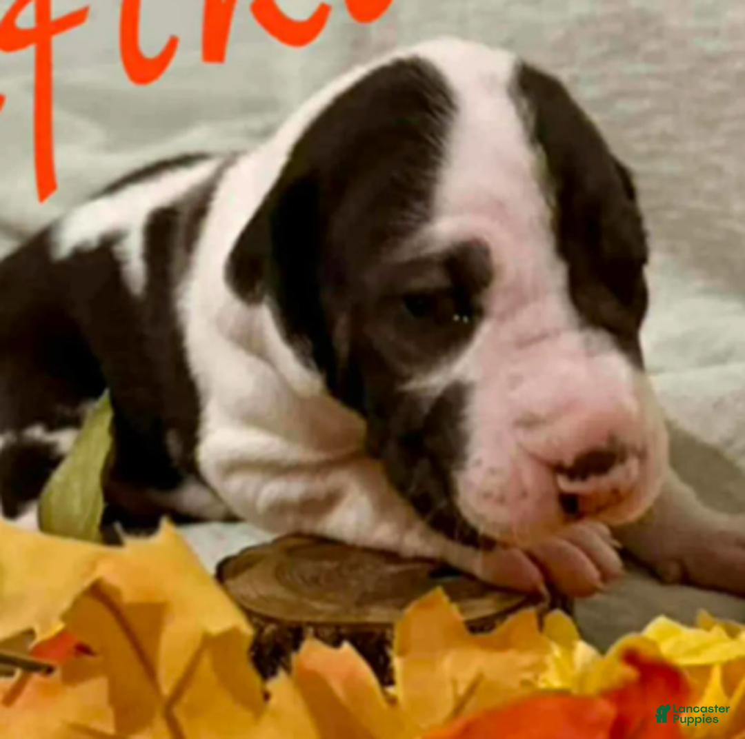 Great Dane dogs for sale: Rafike - Ad 6