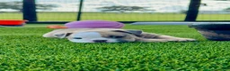 English Bulldog dogs for sale: Madam Betty Jo of Bulldogs Inc. - Ad 3