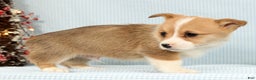 Welsh Corgi Pembroke dogs for sale: Archie - Ad 5