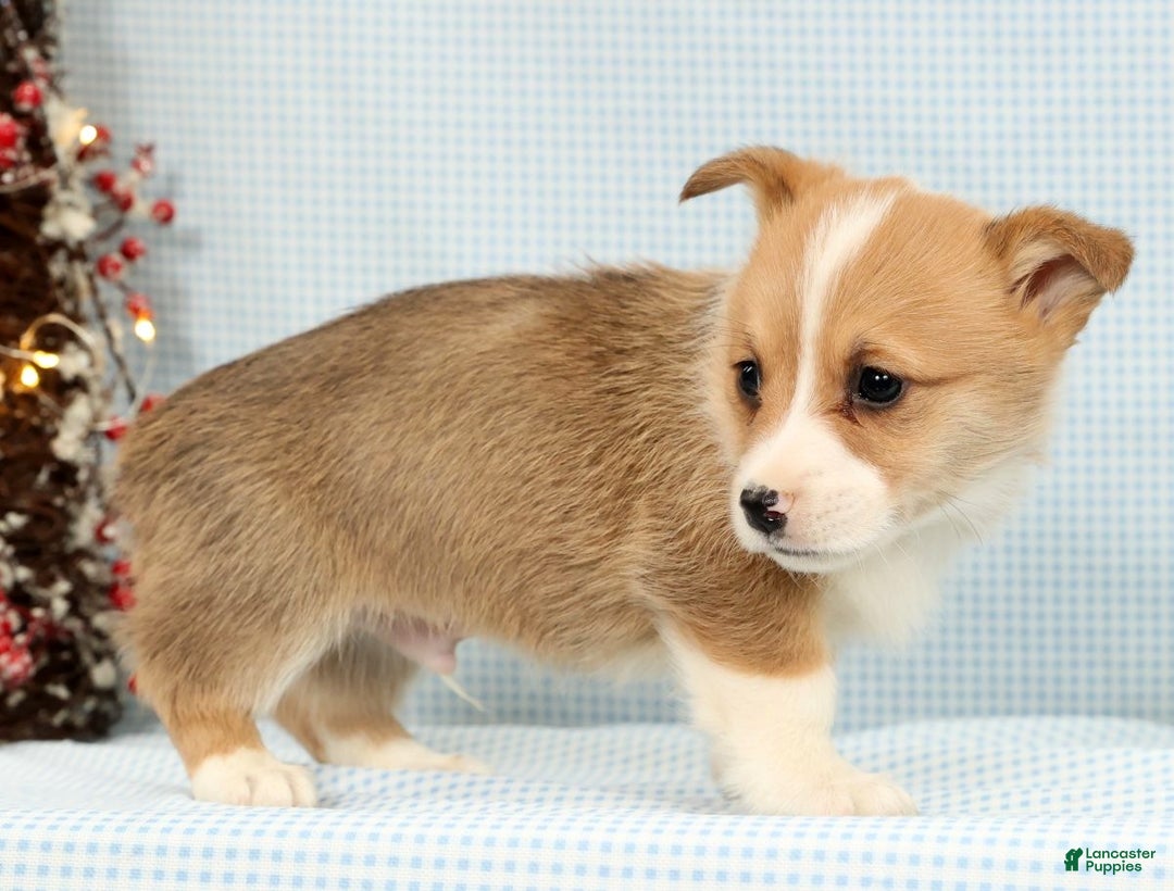 Welsh Corgi Pembroke dogs for sale: Archie - Ad 5