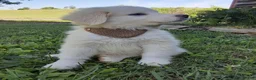 Great Pyrenees dogs for sale: Dothan - Ad 6