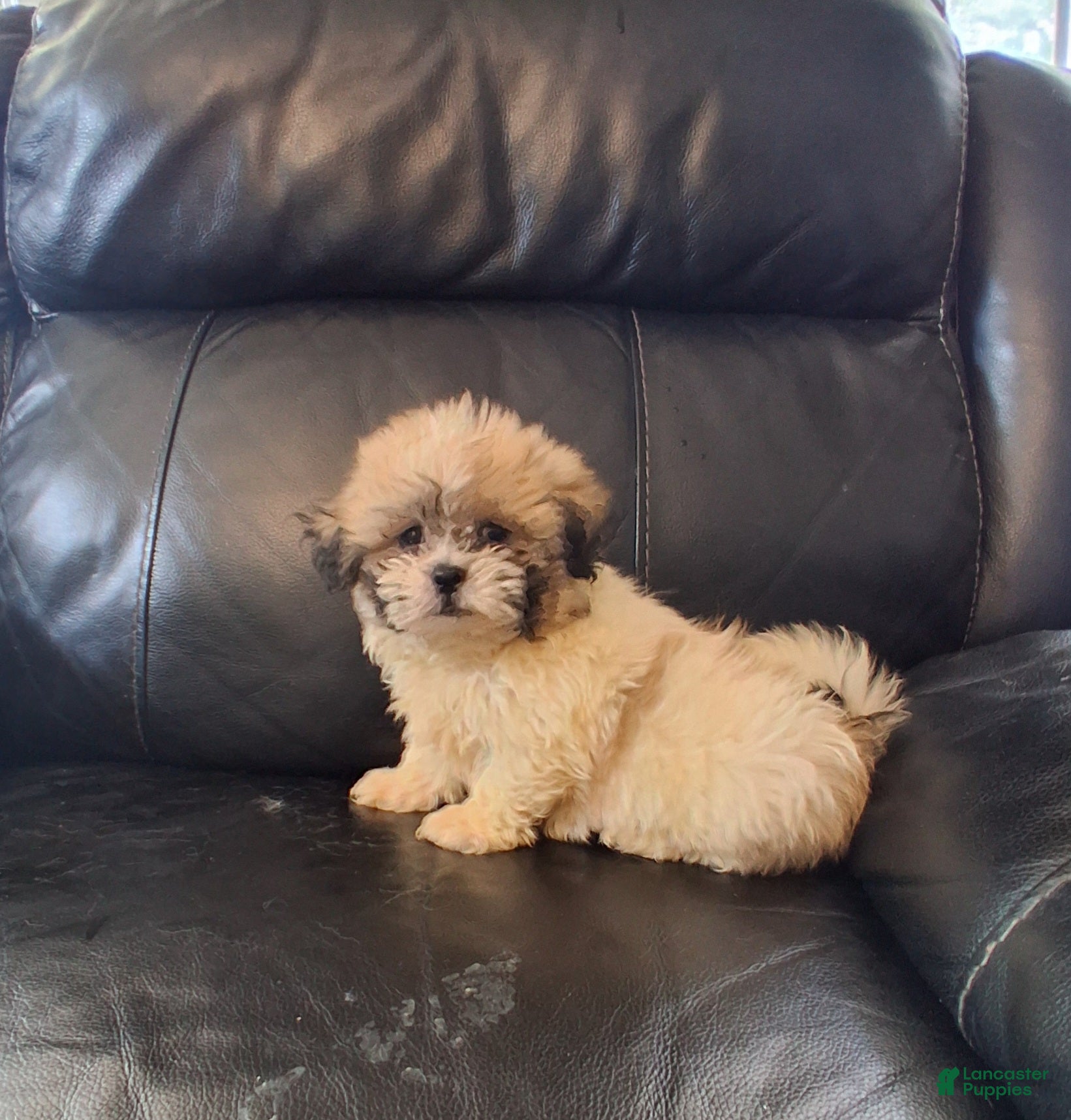 Teddy Bear dogs Teddy Bear 1 - Ad 2
