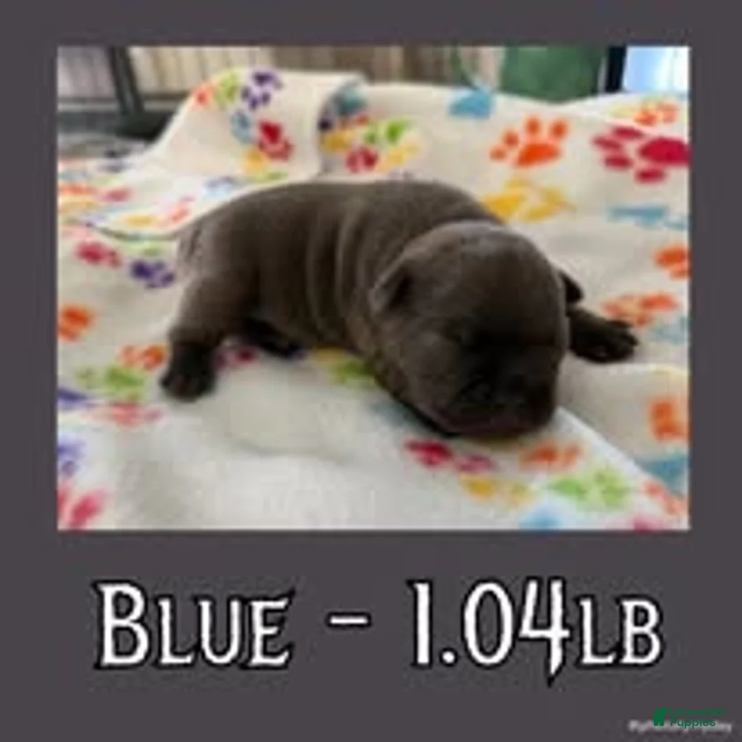 French Bulldog dogs for sale: Blue - Ad 2