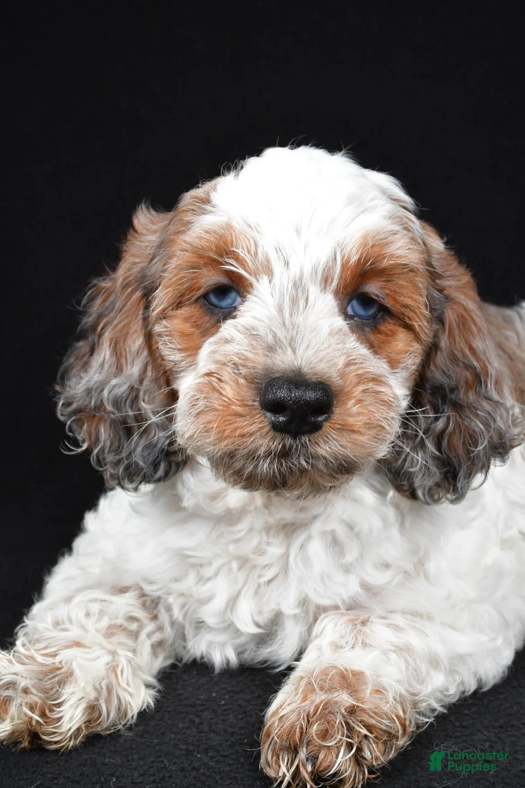 Cockapoo dogs for sale: Finley - Ad 1