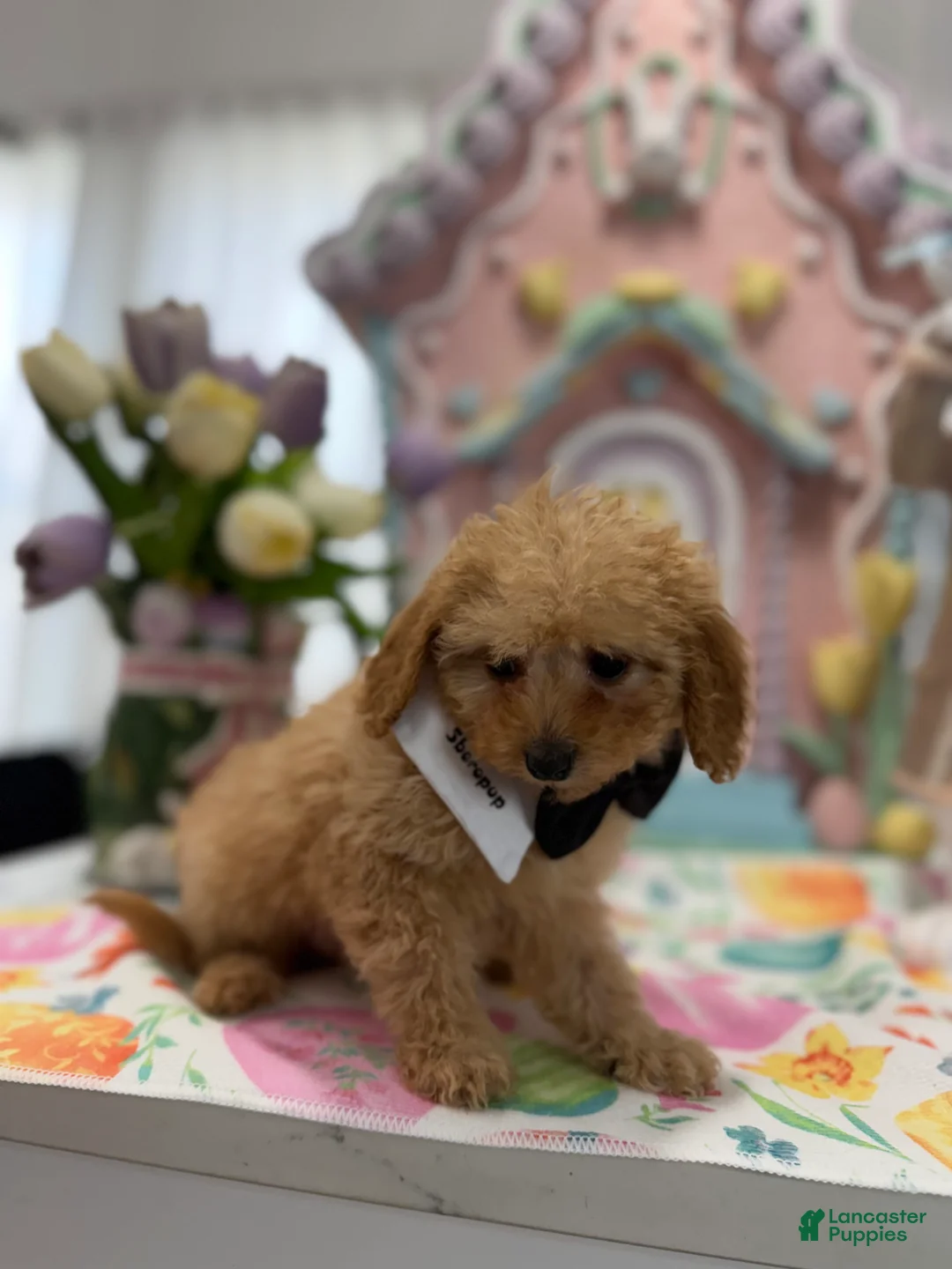 Toy Poodle dogs for sale: Dillion  - Ad 2