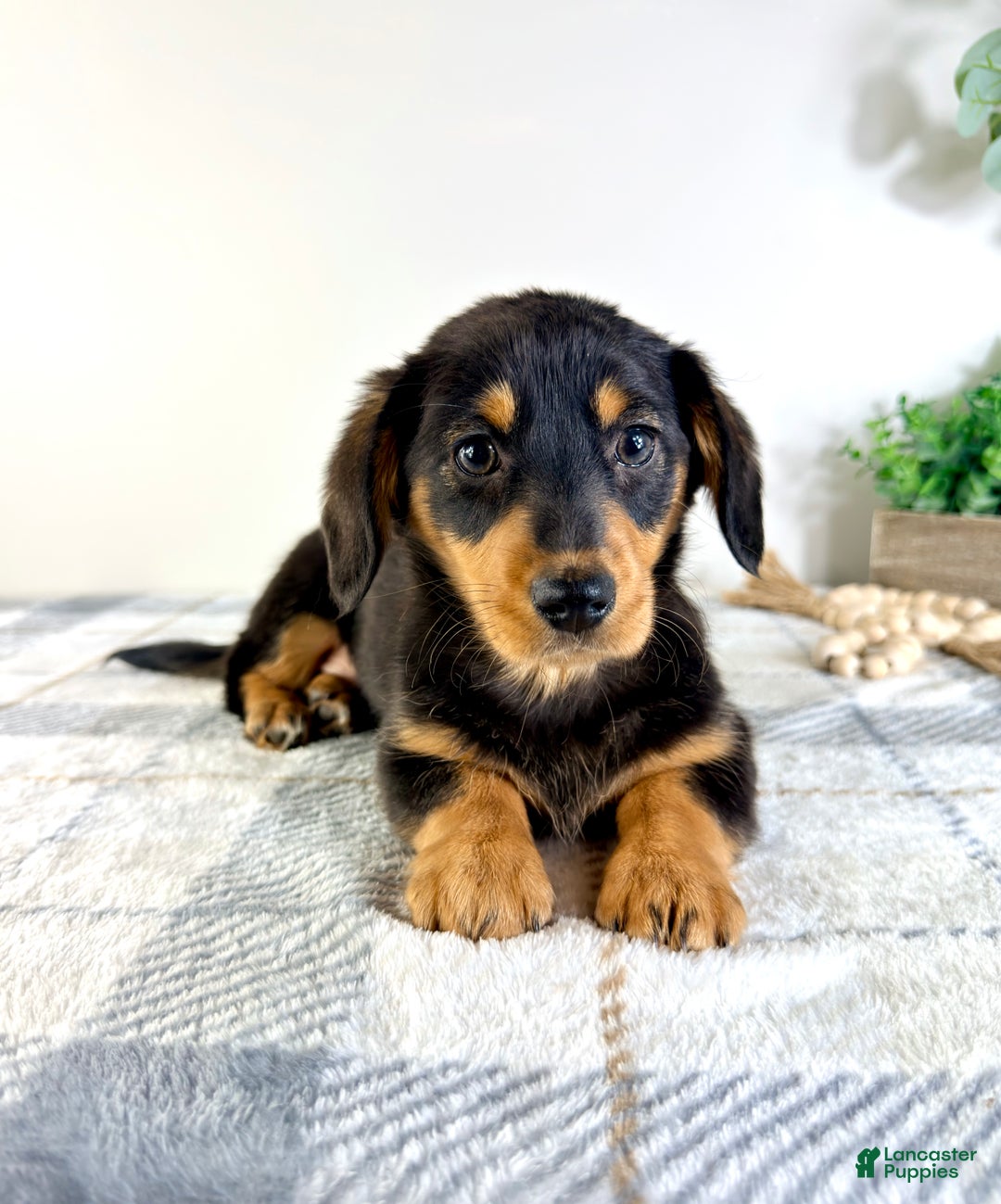 Mixed Breed dogs for sale: Daisy - Ad 3