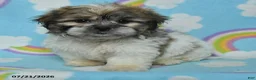 Teddy Bear dogs for sale: Buddy - Ad 2