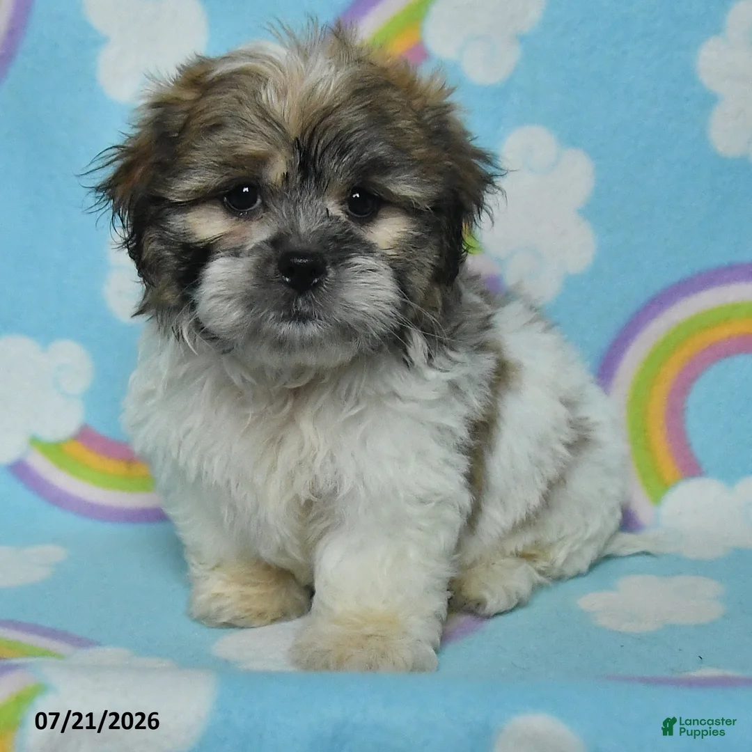 Teddy Bear dogs for sale: Buddy - Ad 2