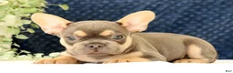 French Bulldog dogs for sale: Baker - Ad 6