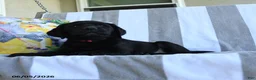 Labrador Retriever dogs for sale: Bubbles - Ad 2