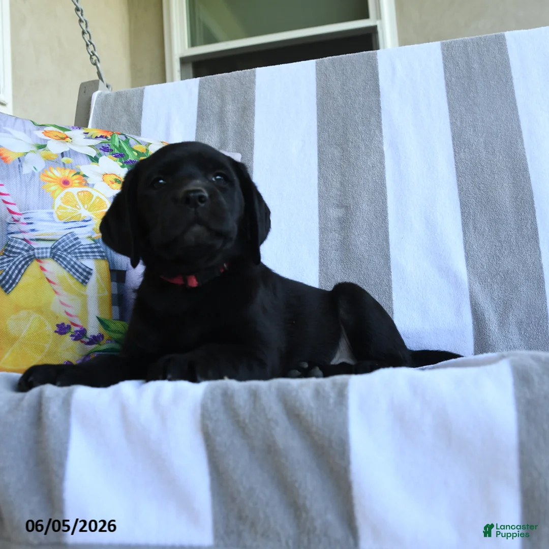 Labrador Retriever dogs for sale: Bubbles - Ad 2