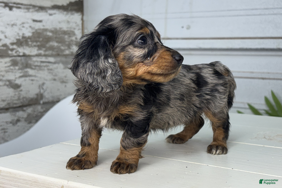 Dachshund dogs Astrid - Ad 15