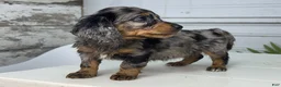 Dachshund dogs for sale: Astrid - Ad 1