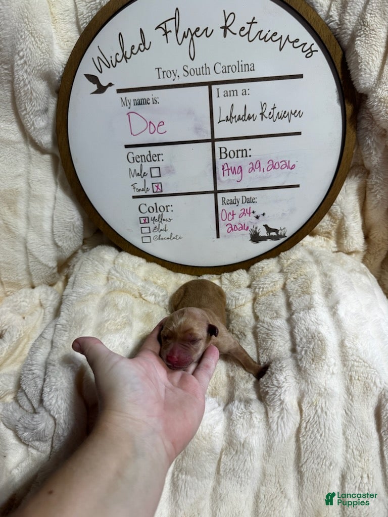 Labrador Retriever dogs Doe - Ad 8