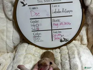 Labrador Retriever dogs Doe - Ad 19