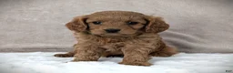 Cavapoo dogs for sale: Toby - Ad 5