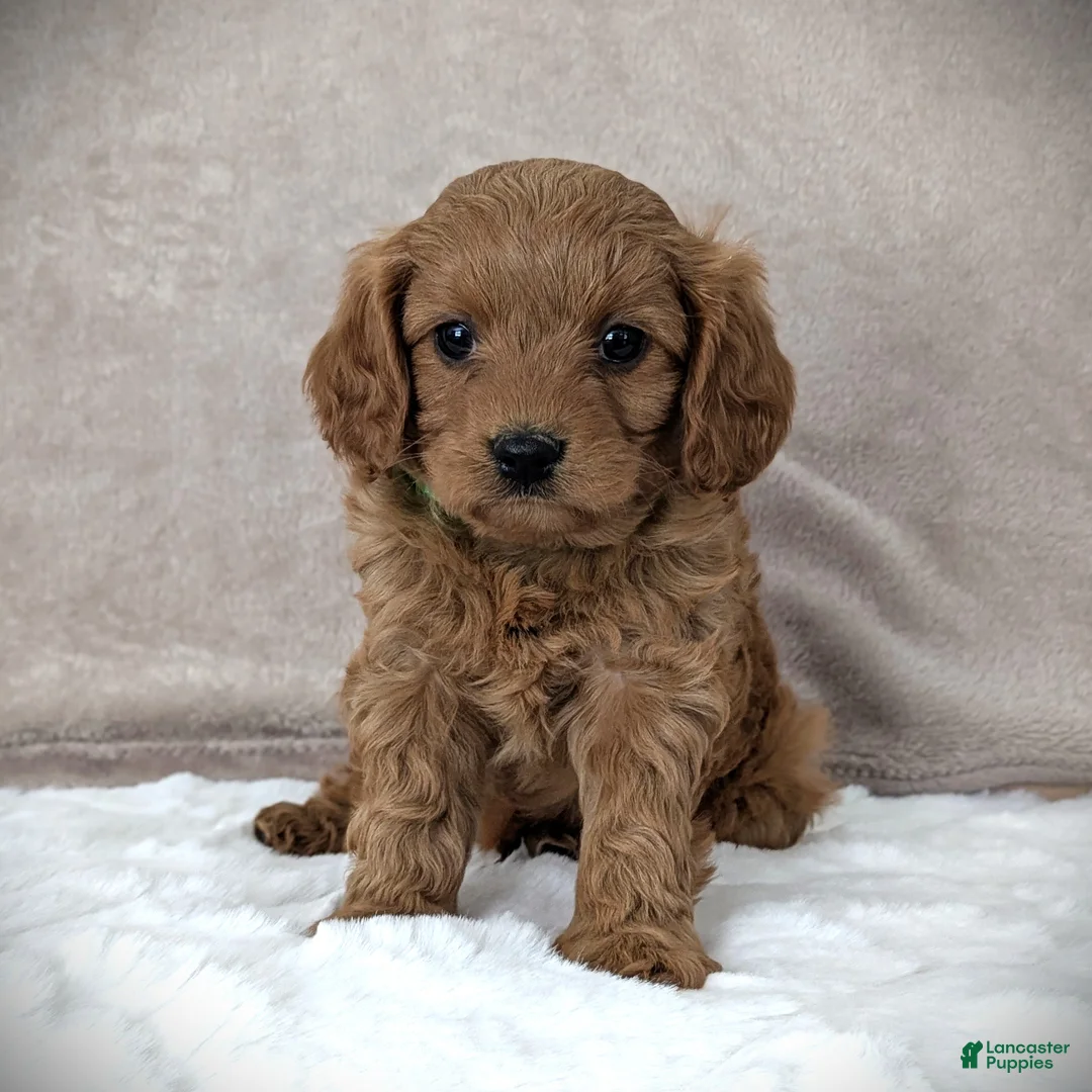 Cavapoo dogs for sale: Toby - Ad 5