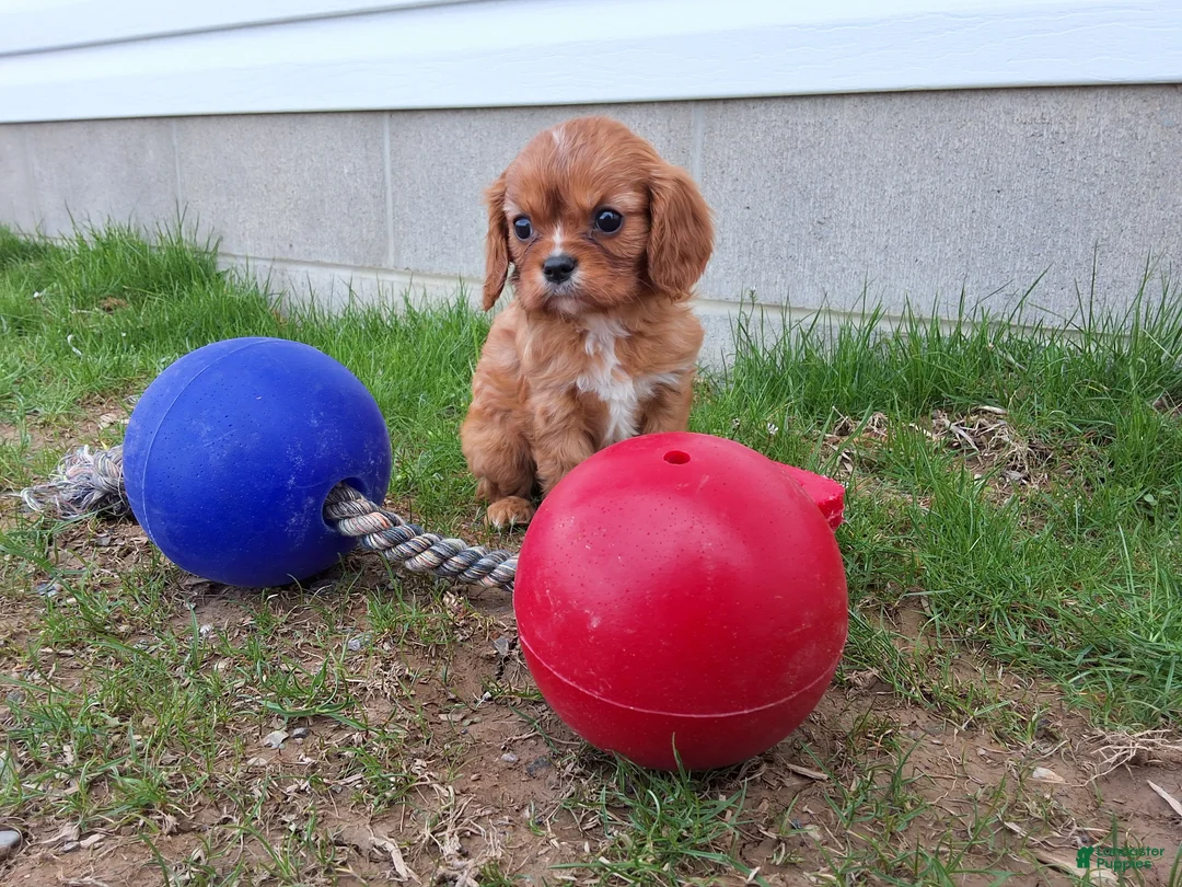 Cavalier King Charles Spaniel dogs for sale: Cavalier King Charles Spaniel Puppy 6 - Ad 2