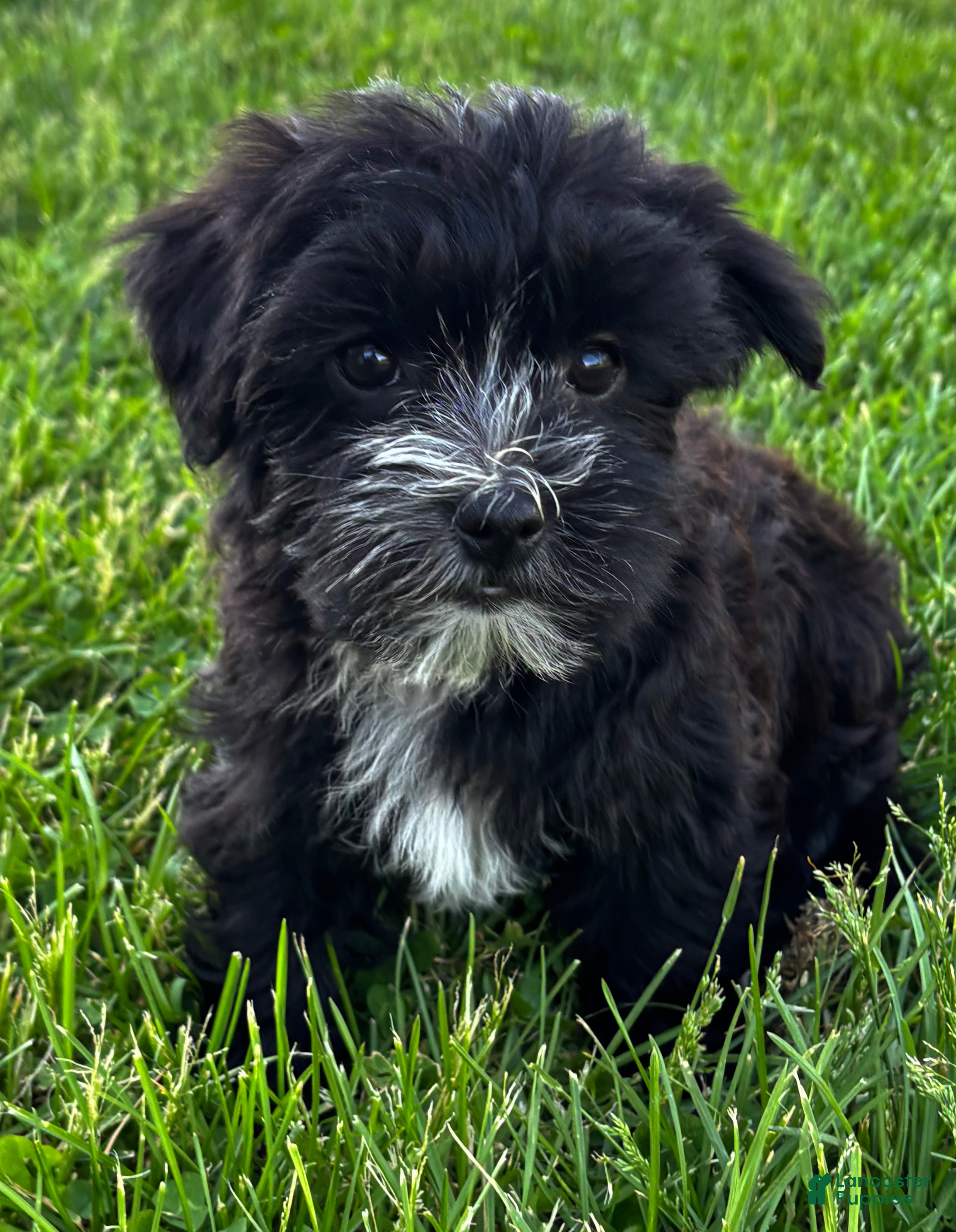 Morkie dogs J.R. - Ad 2