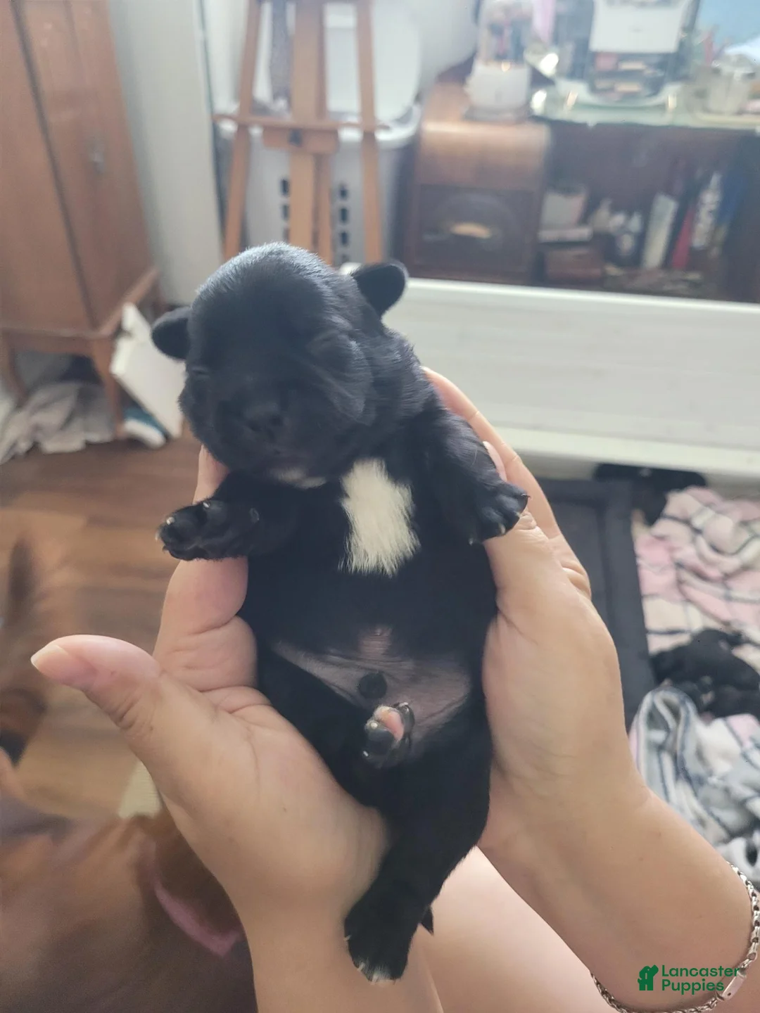 Mixed Breed dogs for sale: Mixed Breed 1 - Ad 2