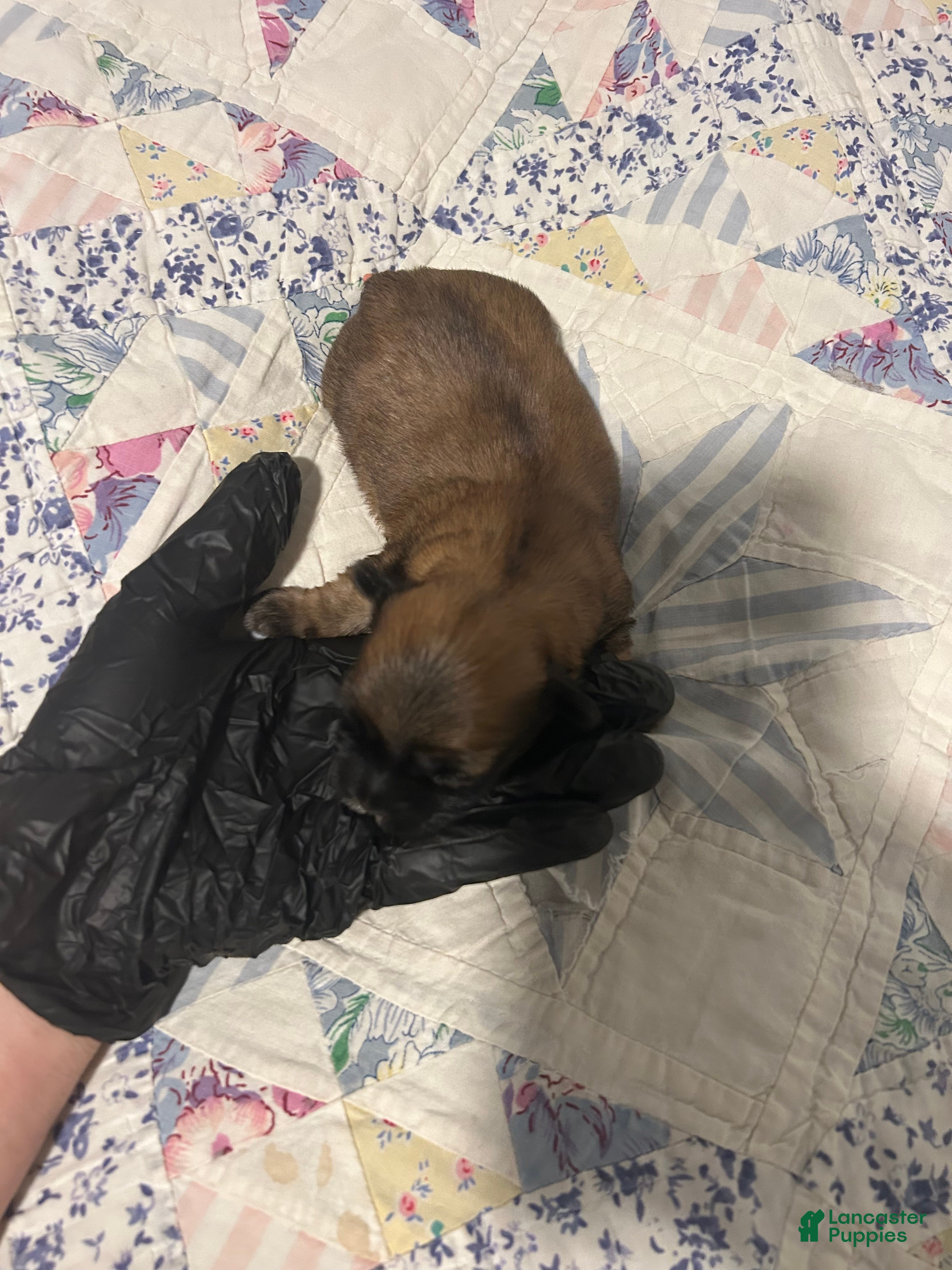 Mixed Breed dogs for sale: Panama - Ad 2