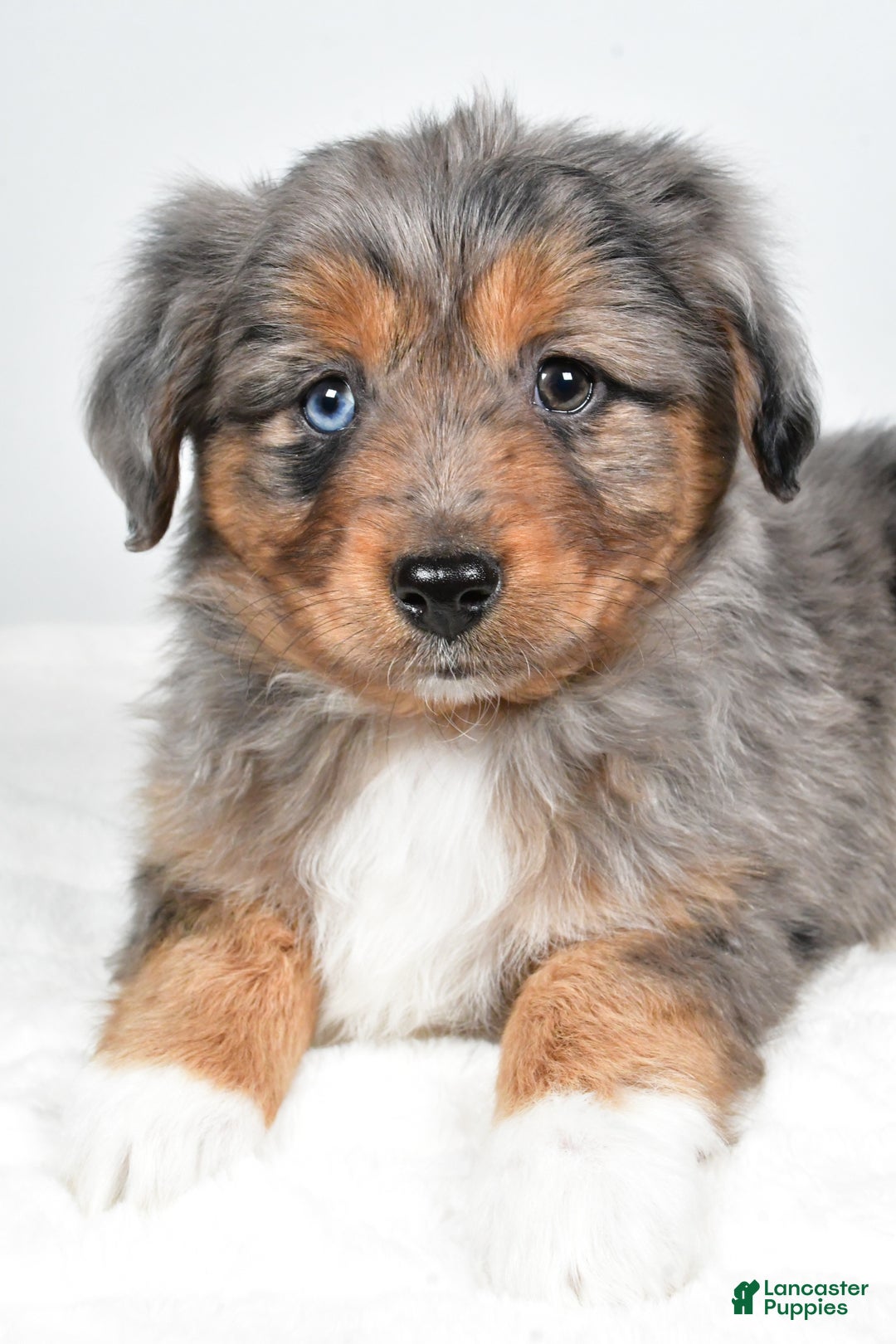 Miniature Australian Shepherd dogs for sale: Roscoe - Ad 8