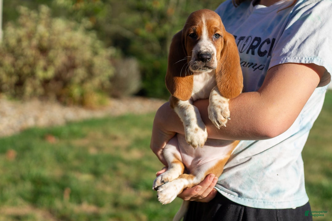European Basset Purebred Basset Hound Price Basset Hounds Bassets