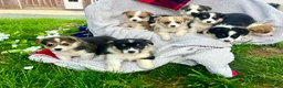 Welsh Corgi Pembroke dogs for sale: THeresa🐾❤️Akc Genetic Tested CLear ❤️Text 717-297-7560 - Ad 1