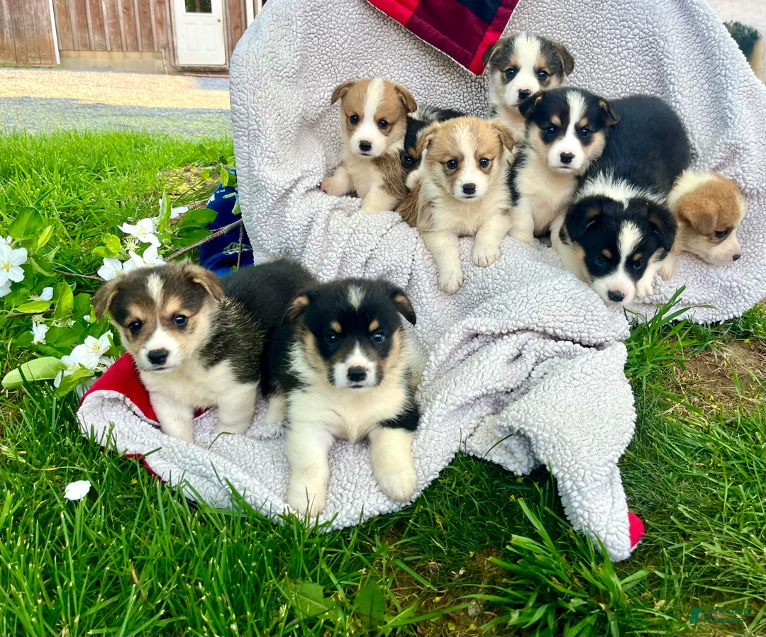 Welsh Corgi Pembroke dogs for sale: THeresa🐾❤️Akc Genetic Tested CLear ❤️Text 717-297-7560 - Ad 1