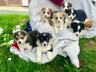 Welsh Corgi Pembroke dogs THeresa🐾❤️Akc Genetic Tested CLear ❤️Text 717-297-7560 - Ad 39