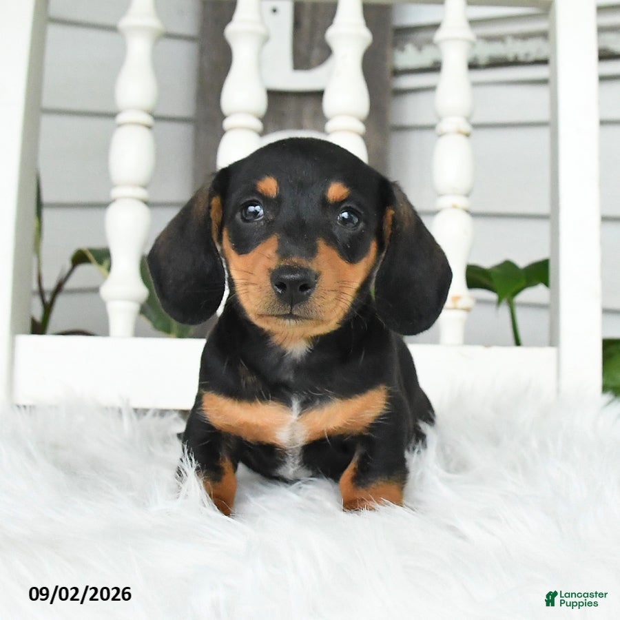 Dachshund dogs Tessa - Ad 2