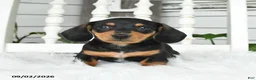 Dachshund dogs for sale: Tessa - Ad 2