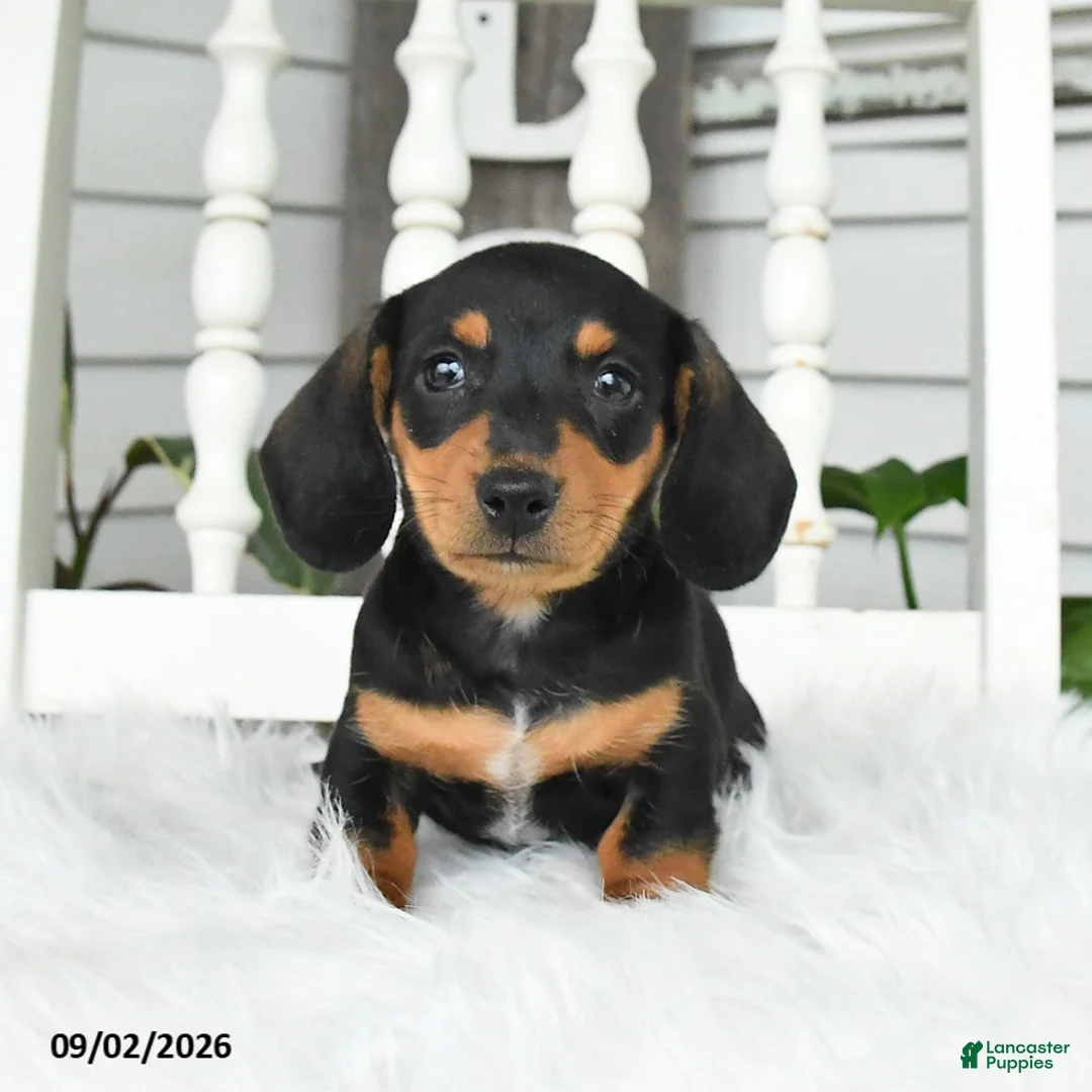 Dachshund dogs for sale: Tessa - Ad 2