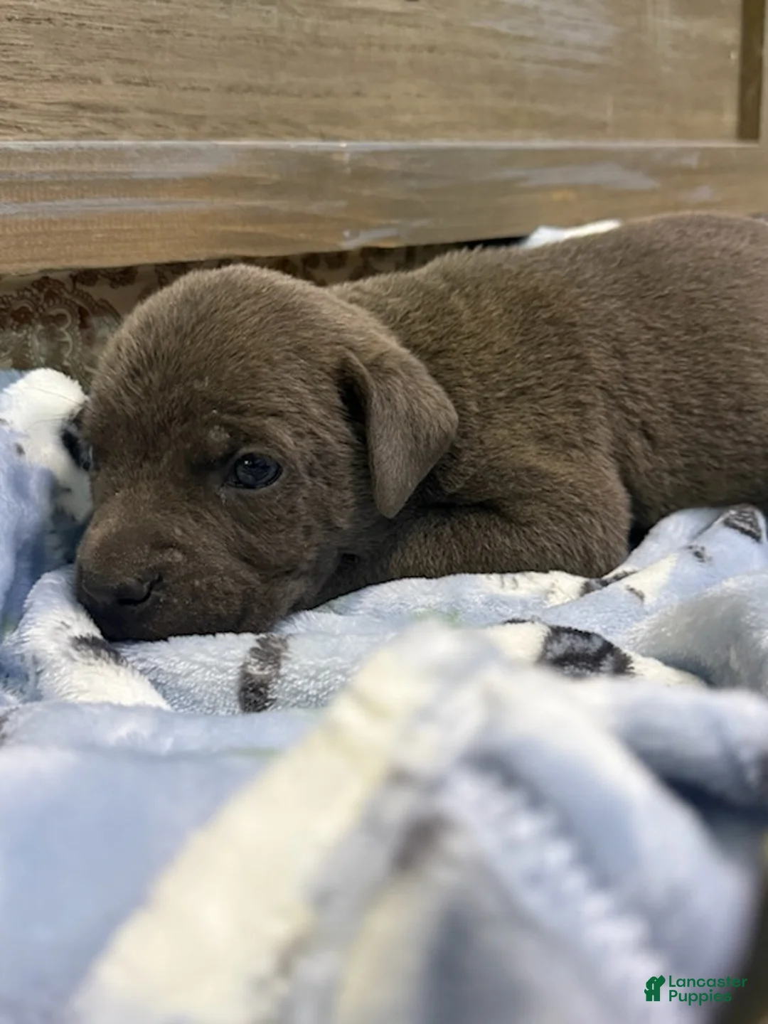 Cane Corso dogs for sale: Boy 1 - Ad 1